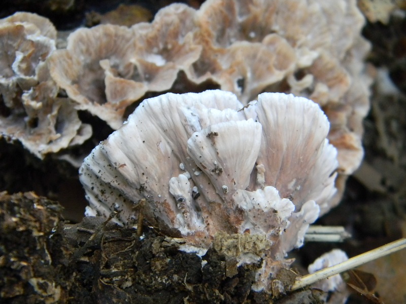 14) Fotogr.il 30.09.2014.sotto Quercia legnicolo