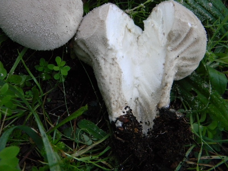 2)Fotogr. il 17.11.2012. sotto pineta marina con Leccio