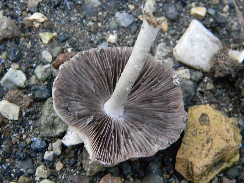 1) Fotogr.il 3.10.2014.sotto Quercia