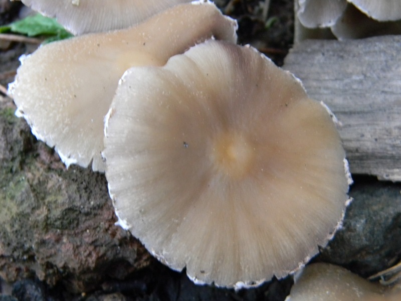 2) Fotogr.il 3.10.2014.sotto Quercia