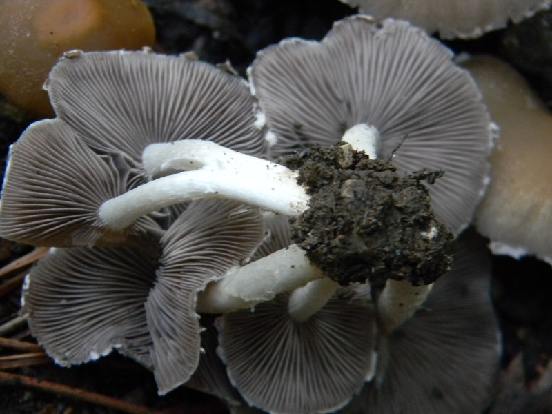 2) Fotogr.il 3.10.2014.sotto Quercia