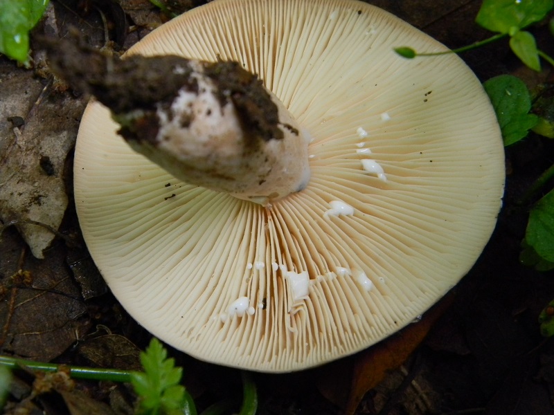 5) Fotogr.il 28.05.2013. sotto Quercia