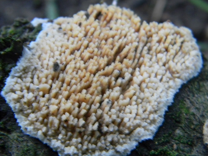 3) Fotogr.il 3.10.2014.sotto Quercia legnicolo