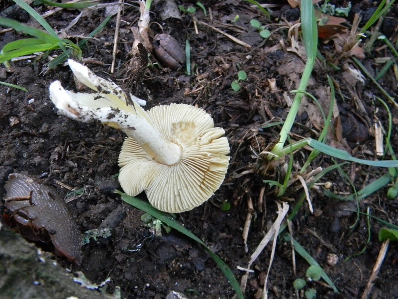 8) Fotogr.il 3.10.2014. sotto Quercia