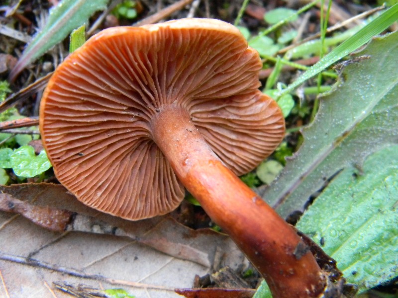 3) Fotogr. il 17.11.2012. sotto pineta marina con Leccio