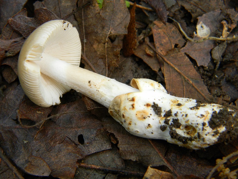 8) Fotogr. il 28.05.2013. sotto Quercia