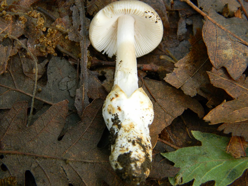 8) Fotogr. il 28.05.2013. sotto Quercia