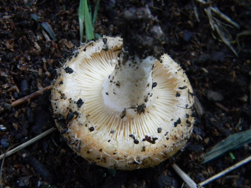 4) Fotogr.il 3.10.2014.sotto Quercia