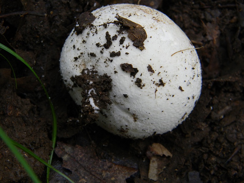 11) Fotogr. il 28.05.2013. sotto Quercia