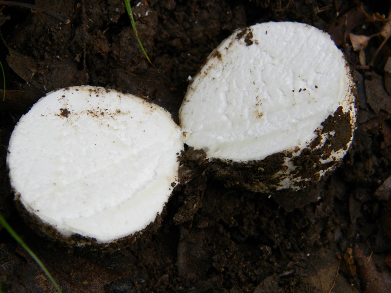 11) Fotogr. il 28.05.2013. sotto Quercia