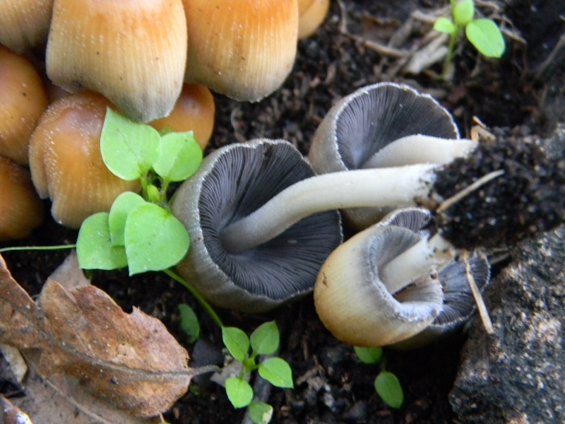 6) Fotogr.il.3.10.2014.sotto Quercia