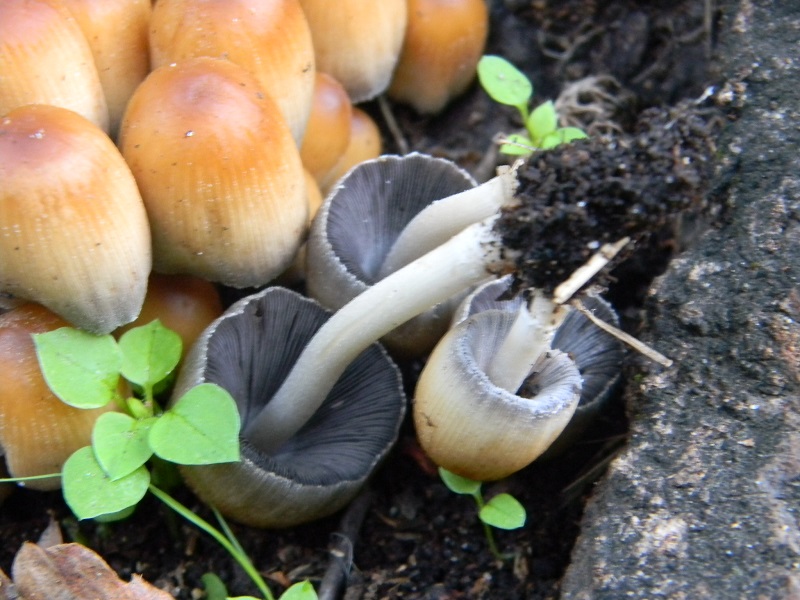 6) Fotogr.il.3.10.2014.sotto Quercia