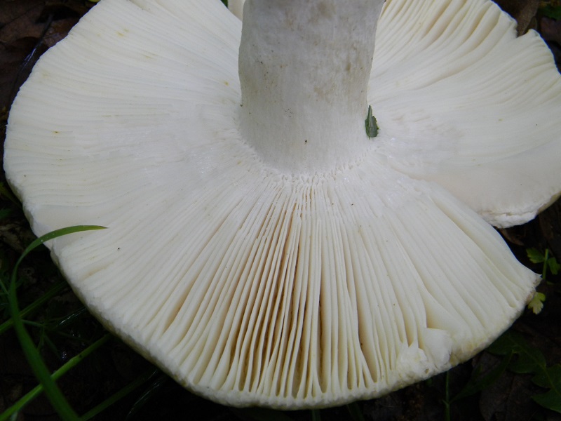 9) Fotogr. il.28.05.2013. sotto Quercia