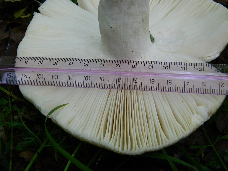 9) Fotogr. il.28.05.2013. sotto Quercia