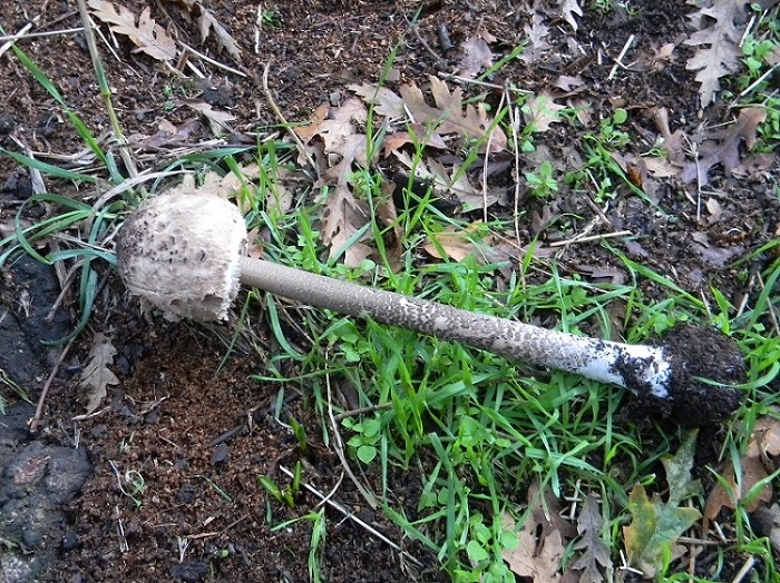 9) Fotogr.il 3.10.2014.sotto Quercia