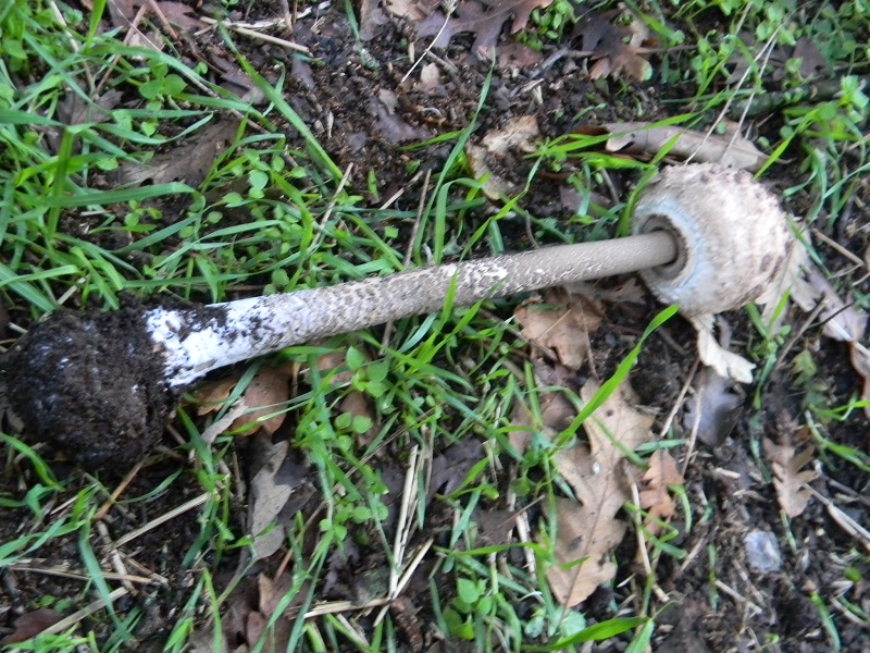 9) Fotogr.il 3.10.2014.sotto Quercia