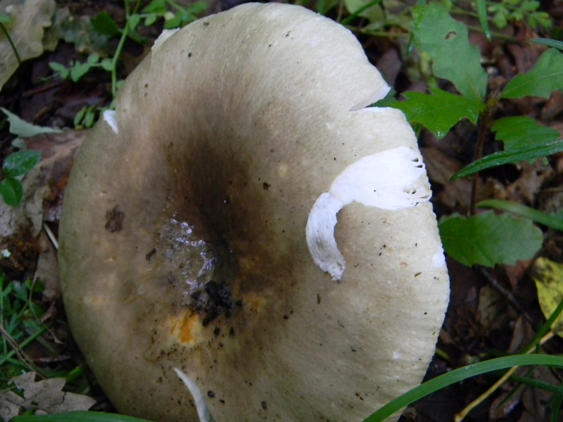 9) Fotogr. il.28.05.2013. sotto Quercia