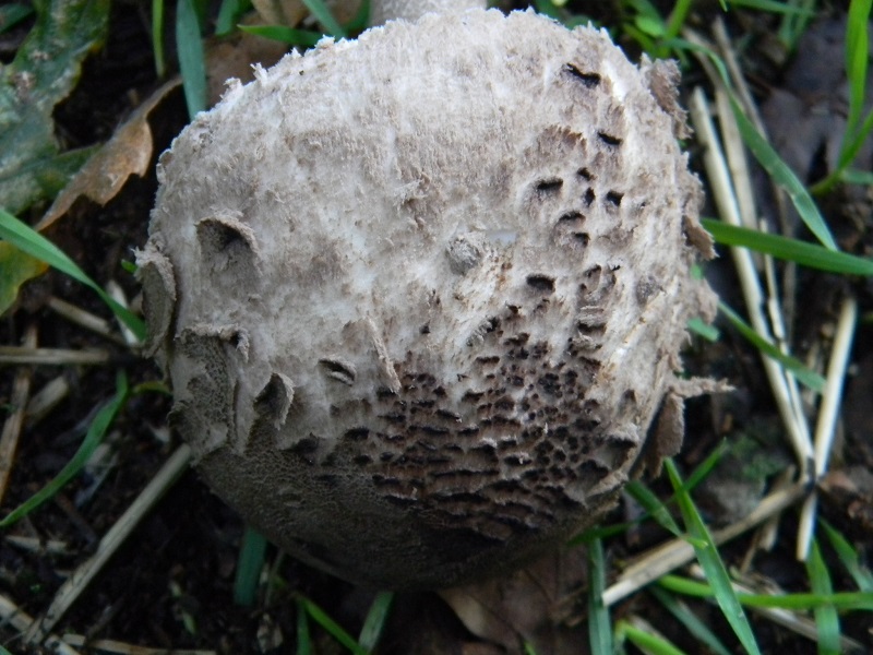 9) Fotogr.il 3.10.2014.sotto Quercia