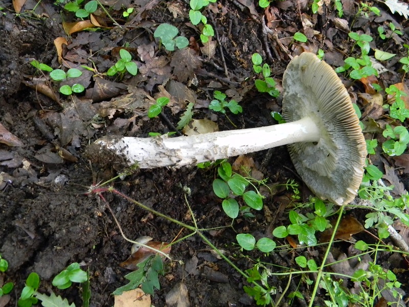 16) Fotogr. il 28.05.2013. sotto Quercia