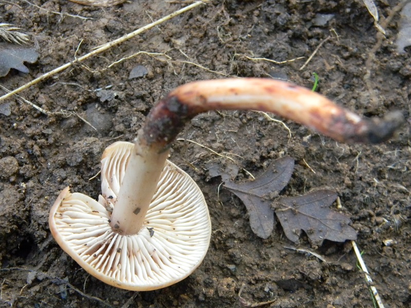 13) Fotogr.il 3.10.2014.sotto Quercia