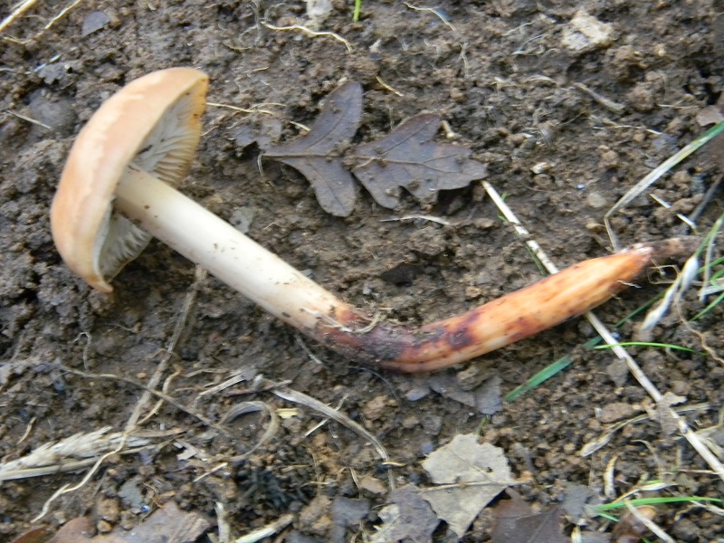 13) Fotogr.il 3.10.2014.sotto Quercia