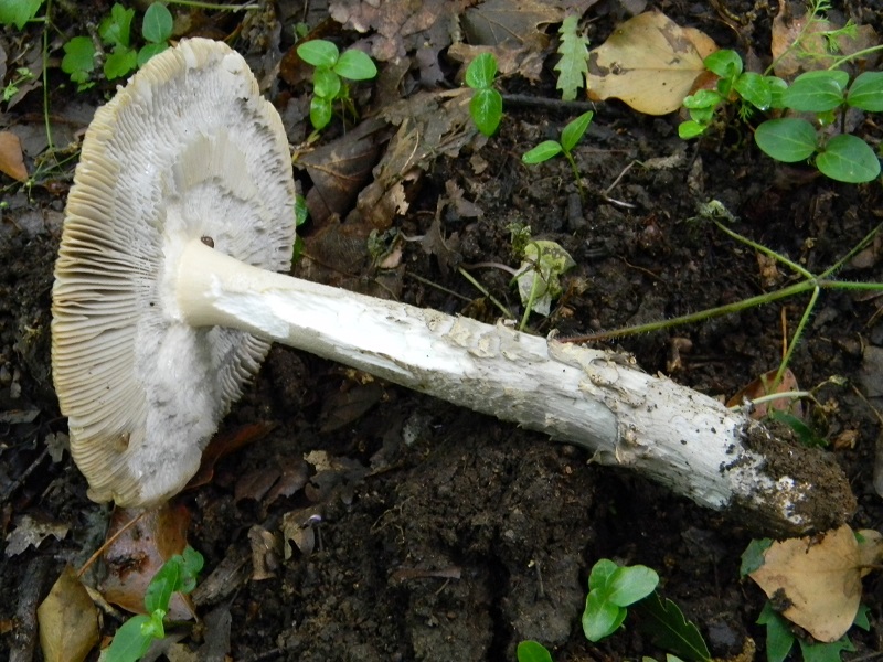 16) Fotogr. il 28.05.2013. sotto Quercia