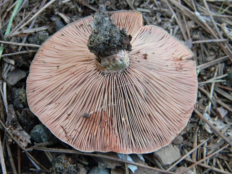 5) Fotogr. il 17.11.2012. sotto pineta marina con Leccio