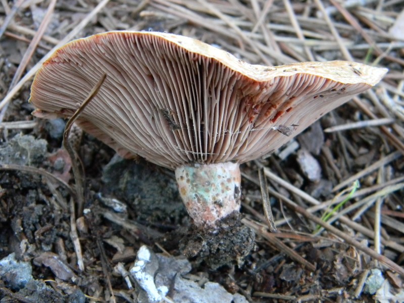 5) Fotogr. il 17.11.2012. sotto pineta marina con Leccio