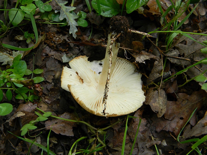 12) Fotogr. il 28.05.2013. sotto Quercia