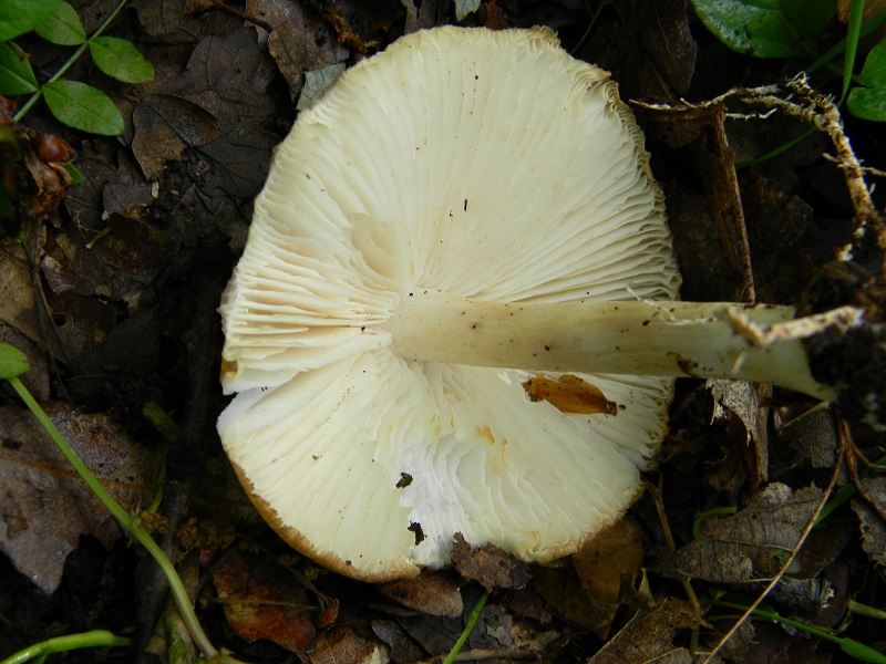 12) Fotogr. il 28.05.2013. sotto Quercia