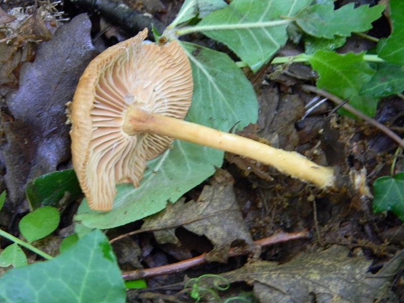 14) Fotogr. il 28.05.2013. sotto Quercia