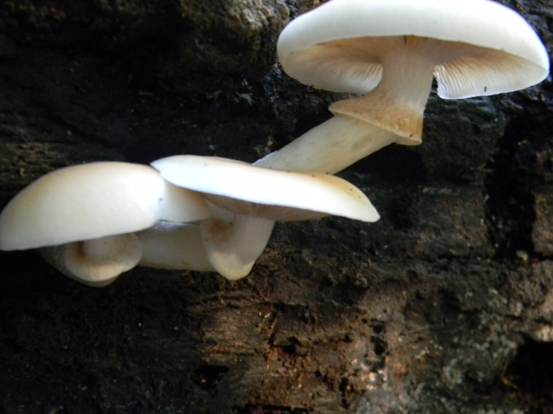 15) Fotogr.il 3.10.2014.sotto Quercia