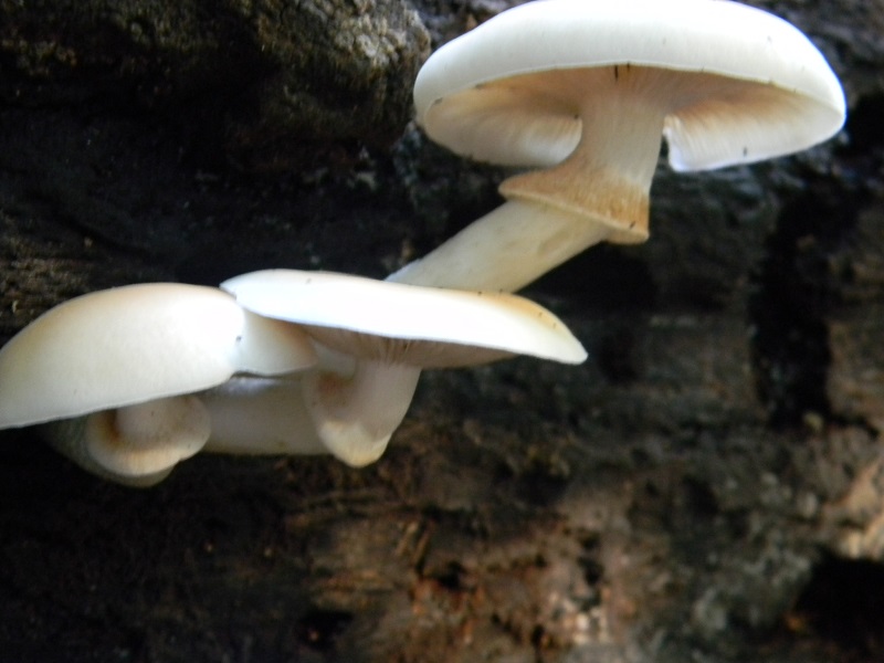 15) Fotogr.il 3.10.2014.sotto Quercia