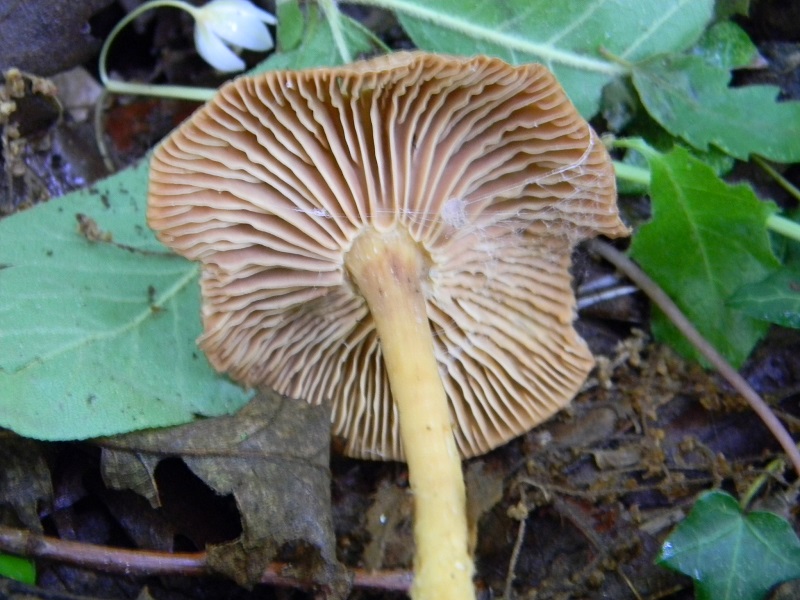 14) Fotogr. il 28.05.2013. sotto Quercia