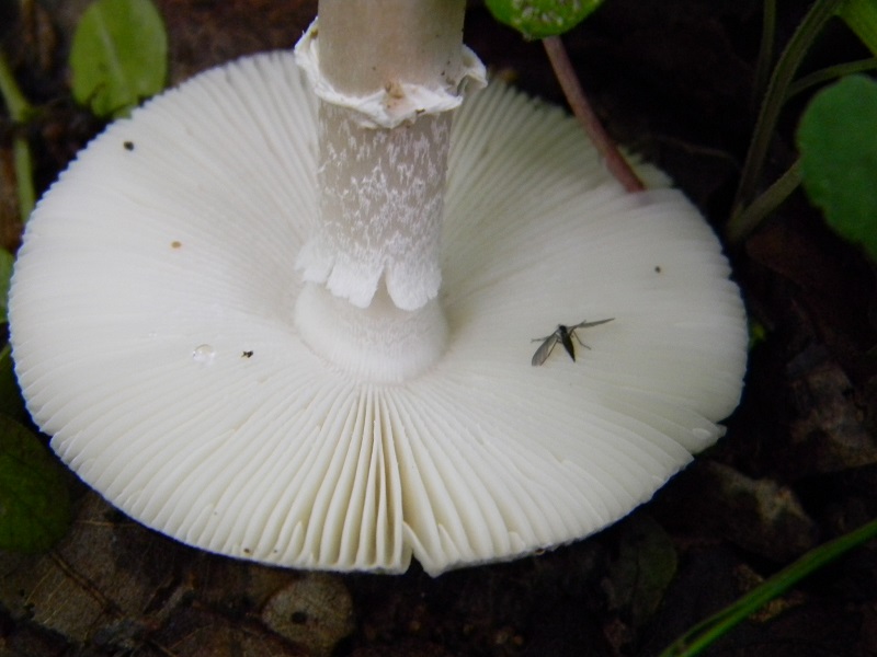 15) Fotogr. il 28.05.2013 sotto Quercia