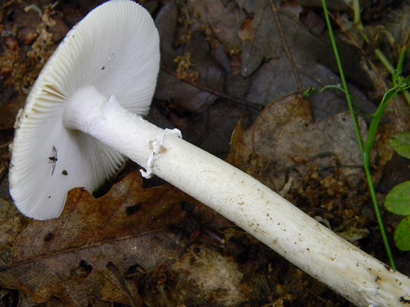 15) Fotogr. il 28.05.2013 sotto Quercia