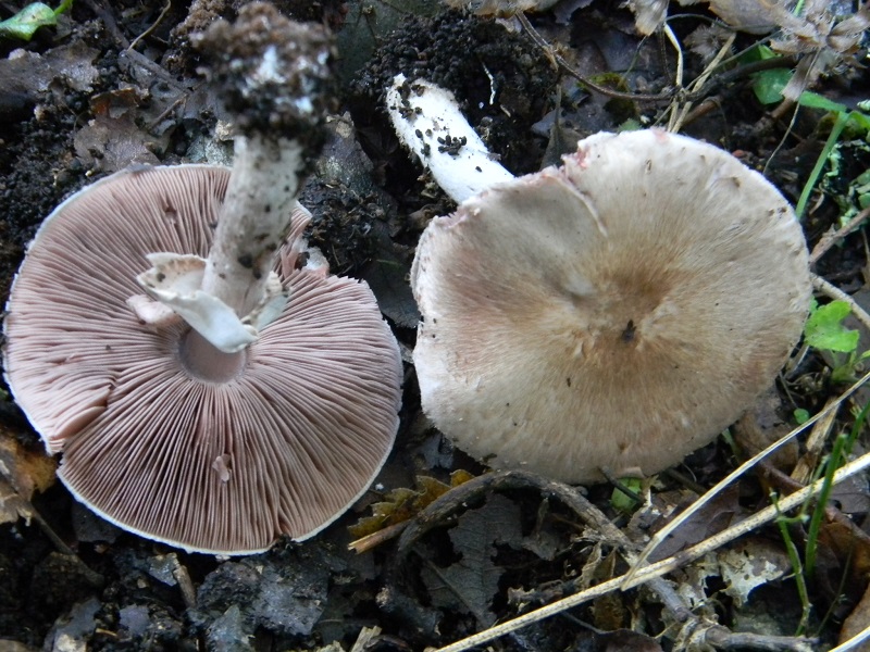 12) Fotogr.il 3.10.2014.sotto Quercia