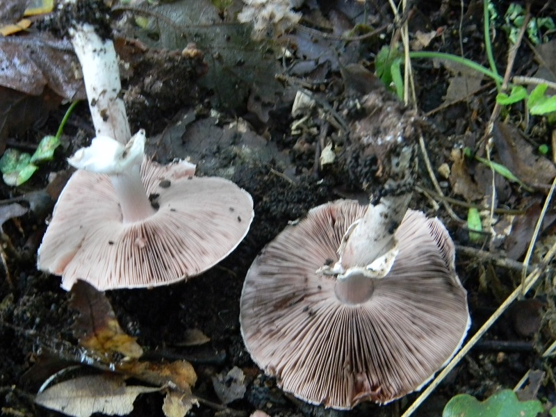 12) Fotogr.il 3.10.2014.sotto Quercia