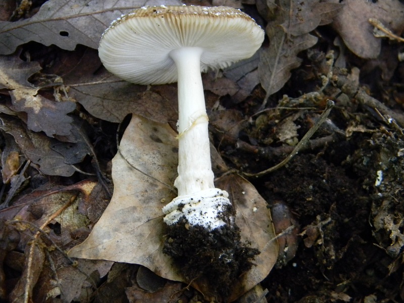 17) Fotogr. il 28.05.2013. sotto Quercia