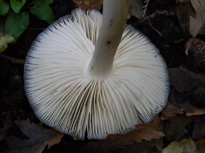 10) Fotogr.il 3.10.2014.sotto Quercia