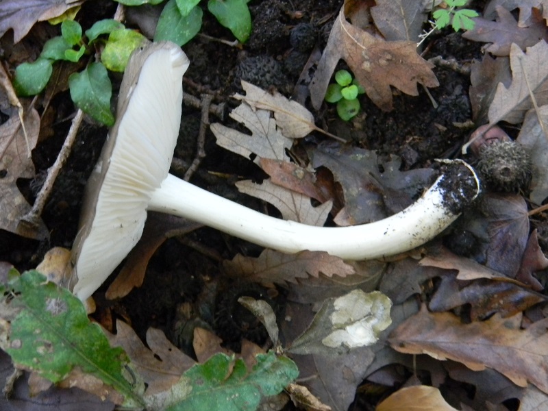 10) Fotogr.il 3.10.2014.sotto Quercia