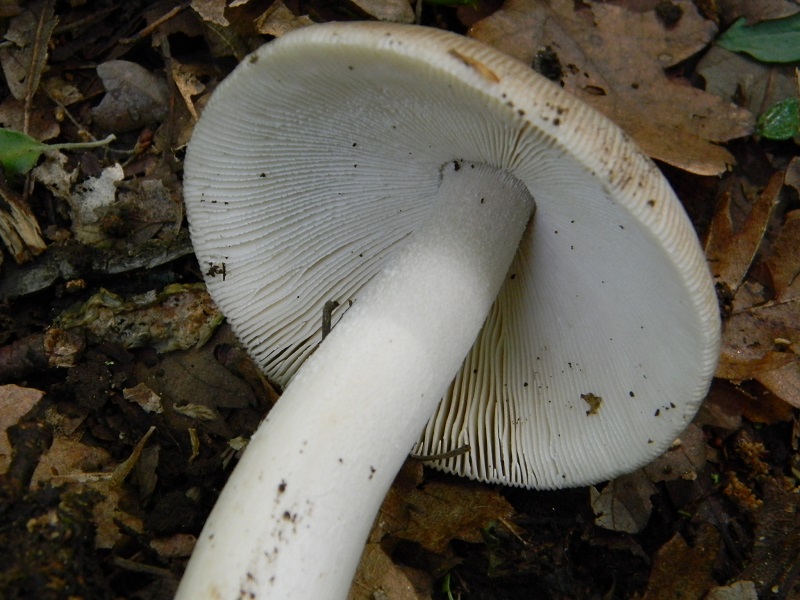 13) Fotogr. il 28.05.2013. sotto Quercia