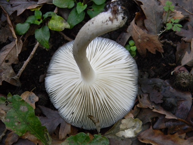 10) Fotogr.il 3.10.2014.sotto Quercia