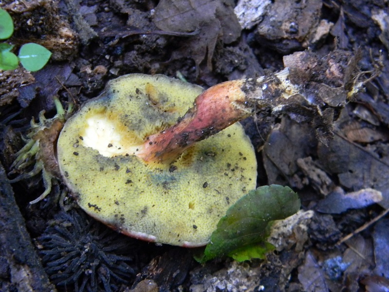 7) Fotogr.il.3.10.2014.sotto Quercia