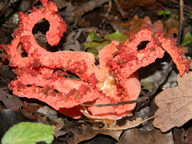 16) Fotogr.il 3.10.2014. sotto Quercia