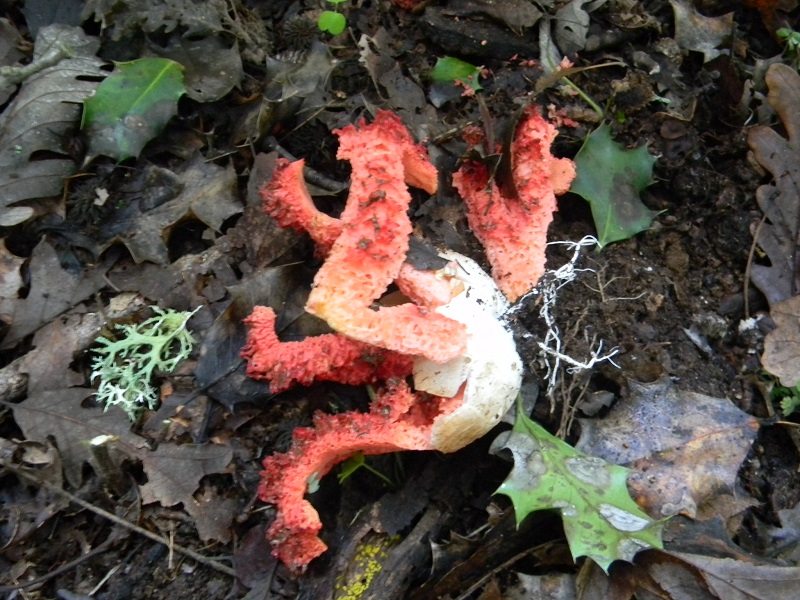 16) Fotogr.il 3.10.2014. sotto Quercia