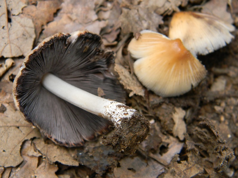 13) Fotogr. il 31.05.2013. sotto Quercia