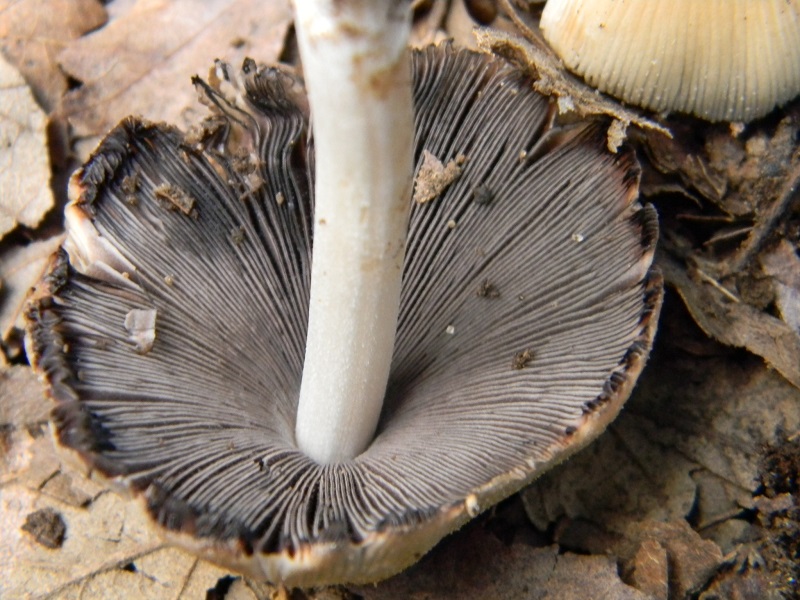 13) Fotogr. il 31.05.2013. sotto Quercia