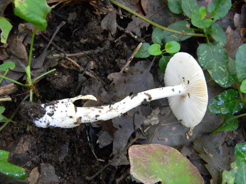 14) Fotogr.il 3.10.2014.sotto Quercia