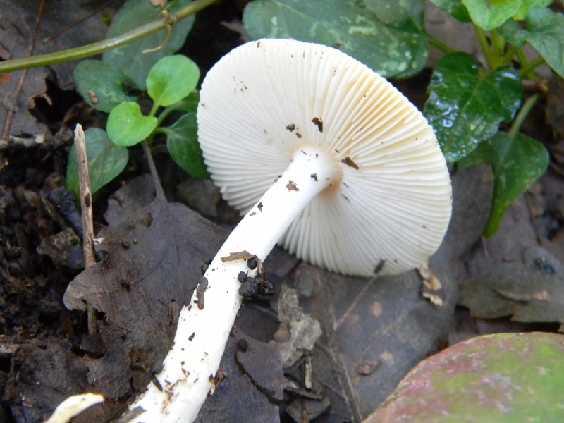 14) Fotogr.il 3.10.2014.sotto Quercia